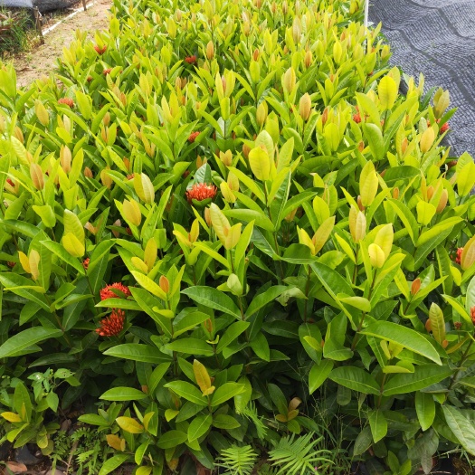 东莞市龙船花杯苗  0.5米以下  东莞苗场直销供应