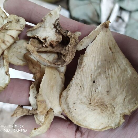 安国市 黄精 纯手工片  原色   精片