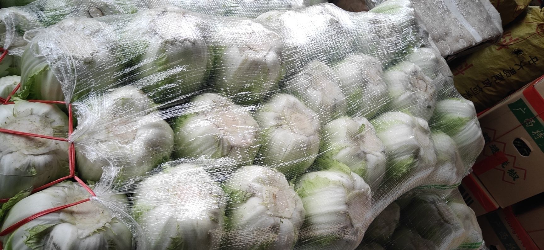 广西桂林大白菜，无上水，无包心，现在低价处理了