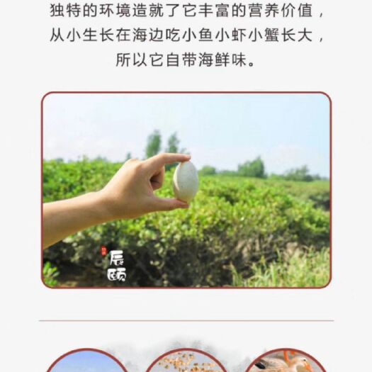 北海 北海特产   海鸭蛋