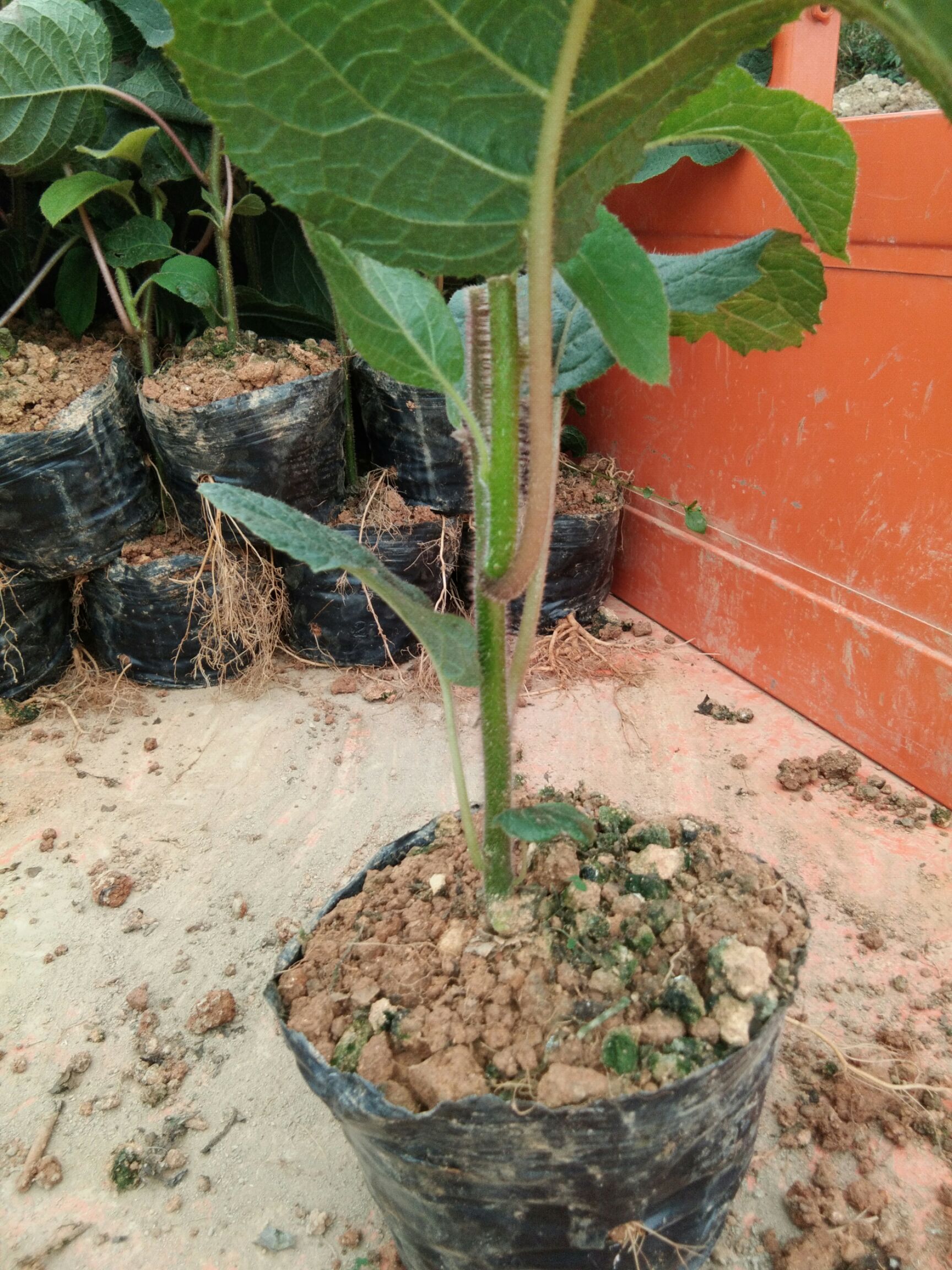 獼猴桃實(shí)生苗 獼猴桃，地苗，杯苗大量有貨