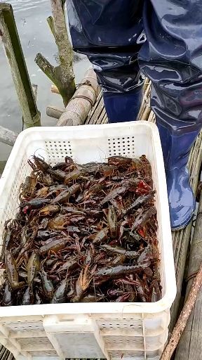 潜江市 潜江清水小龙虾，底板干净，肉质爆满，诚信合作，长期有货