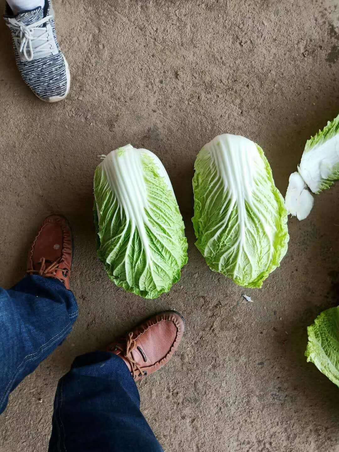 广西桂林大白菜，无上水，无包心，现在低价处理了