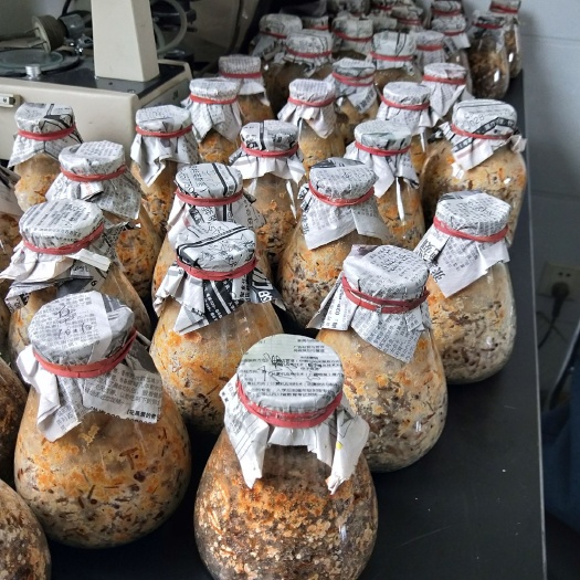 绵阳羊肚菌菌z   羊肚菌栽培袋  羊肚菌栽培袋  产量高