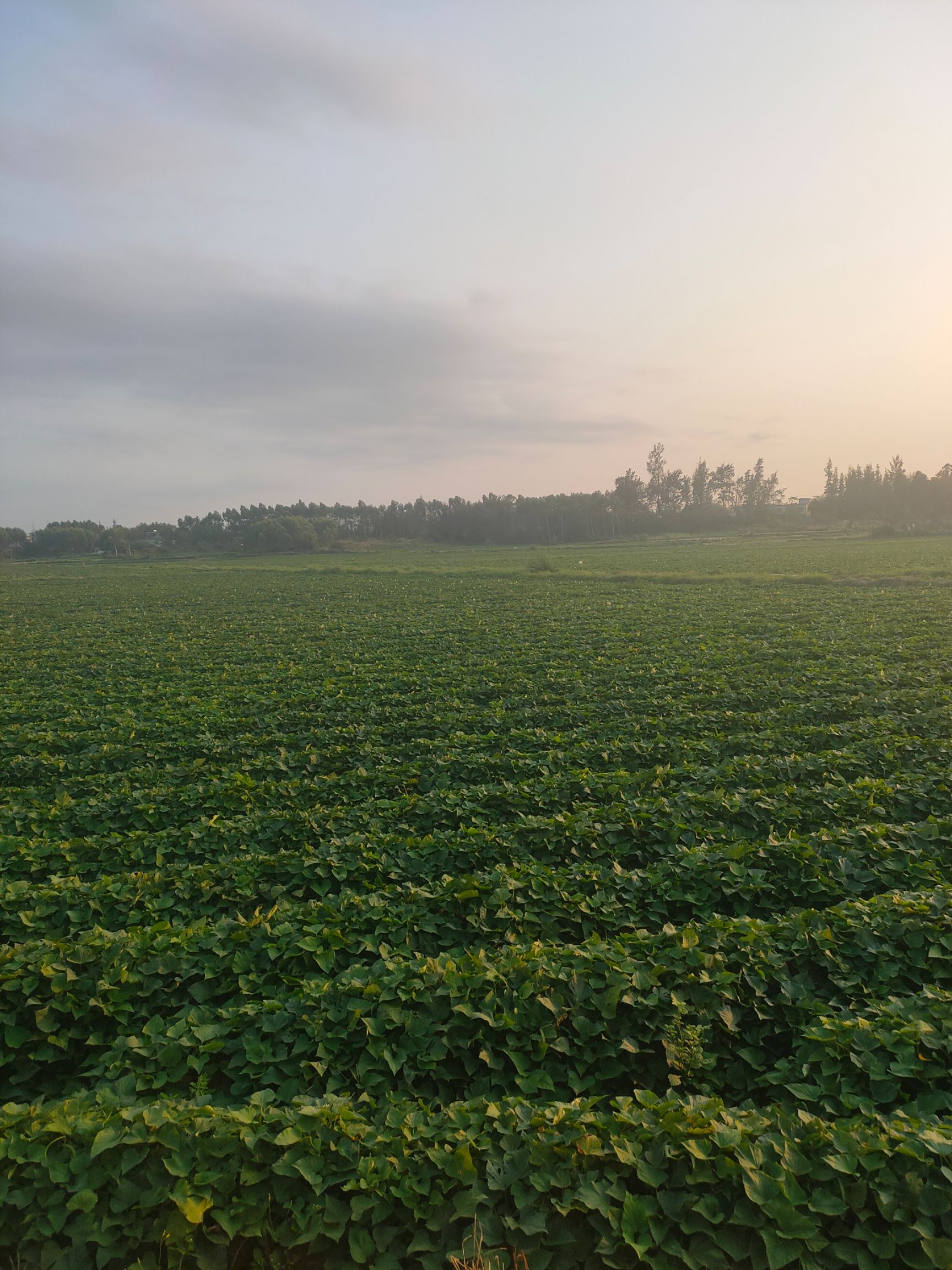 日本高系14号红薯苗 海南沙地地瓜