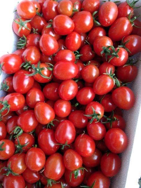 圣女果苗  釜山88小西红柿口感无渣糖度高正品保证直播苗/嫁