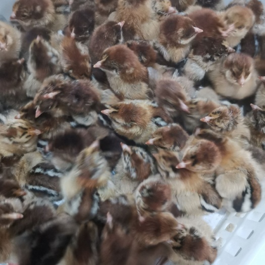 临泉县麻鸡苗 青脚麻鸡公母苗