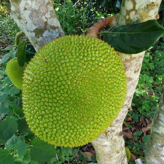 灵山县珍珠菠萝蜜苗 品质保证 带叶带土发货 包邮