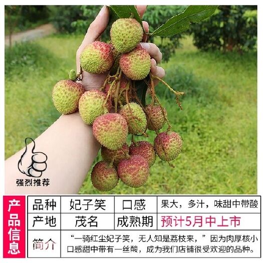 高州市妃子笑荔枝  高州荔乡长坡水库妃子笑白糖罂荔枝大果偏甜个头大红肉脆