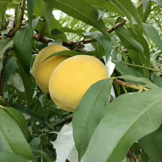 洪江市锦绣黄桃高山黄桃红心黄桃