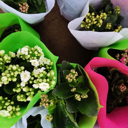 沭阳县长寿花盆栽 长寿花