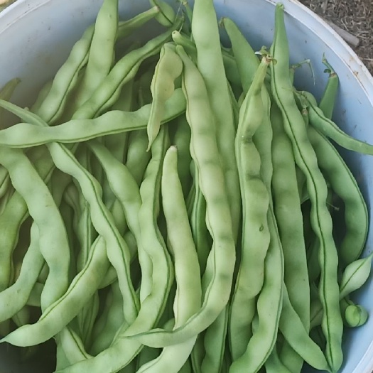 会理市绿龙豆角 金品无公害大青豆，新鲜质量好现摘现发