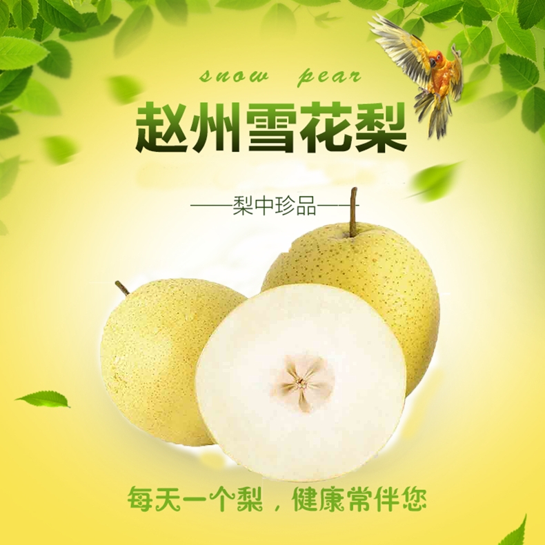 赵州雪梨雪花梨批发，一件代发都支持，量大的来