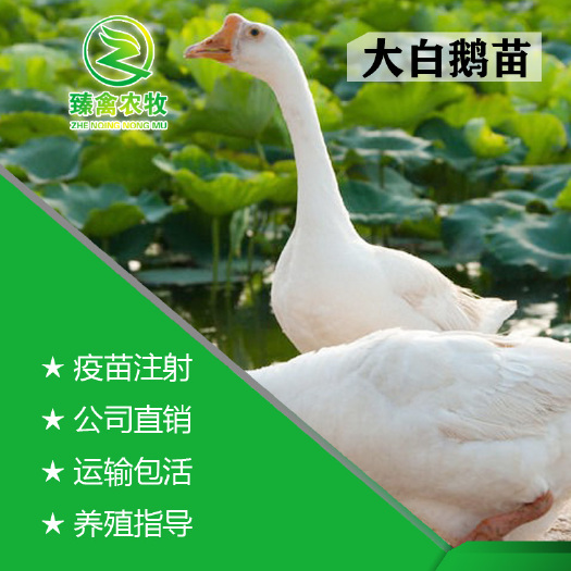 南宁 大白鹅苗，出壳包打疫苗，包运损，养殖技术指导