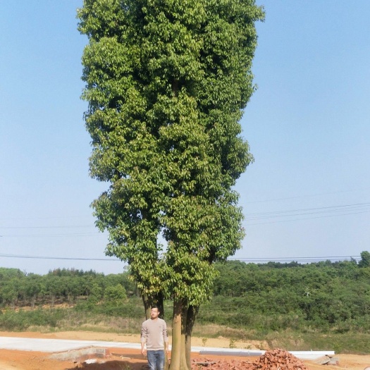益阳 香樟