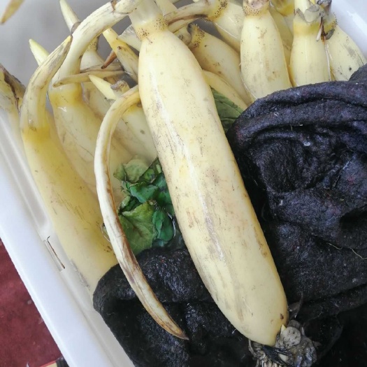 桓台县 马踏湖白莲藕可以生吃的水果藕