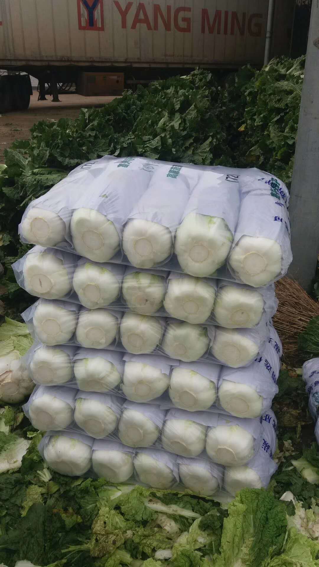 广西桂林大白菜，无上水，无包心，现在低价处理了