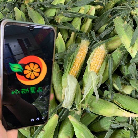 昆明现货新鲜【优惠包邮】云南水果玉米新鲜香甜，汁多肉满，坏果包赔