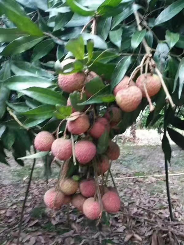  全国荔枝晚熟基地，合江荔枝