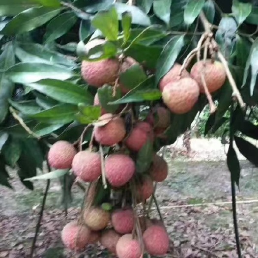 合江县 全国荔枝晚熟基地，合江荔枝