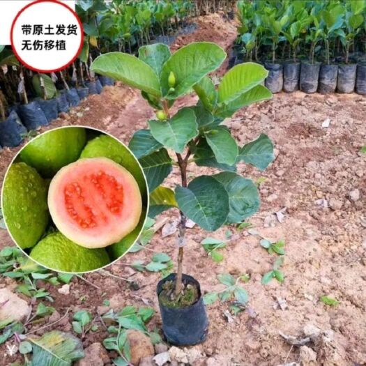 灵山县 红宝石番石榴苗，巴乐红心番石榴苗，珍珠番石榴苗