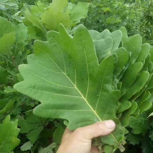 南召县槲叶圆粽叶端午粽子叶菠萝叶河南伏牛山特产新鲜粽叶