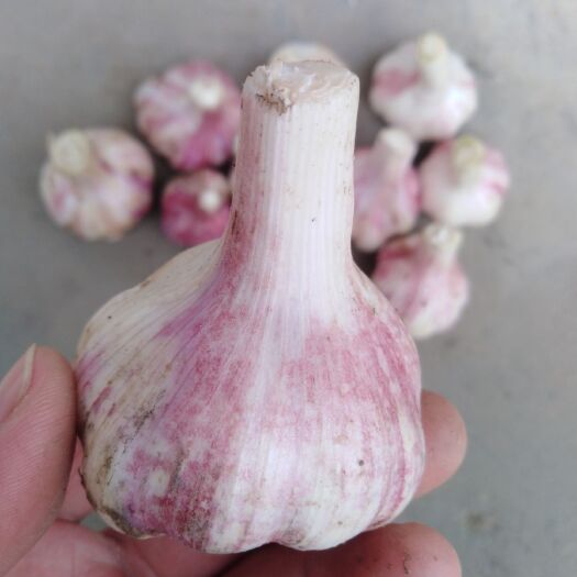 临沂 红蒜紫皮大蒜