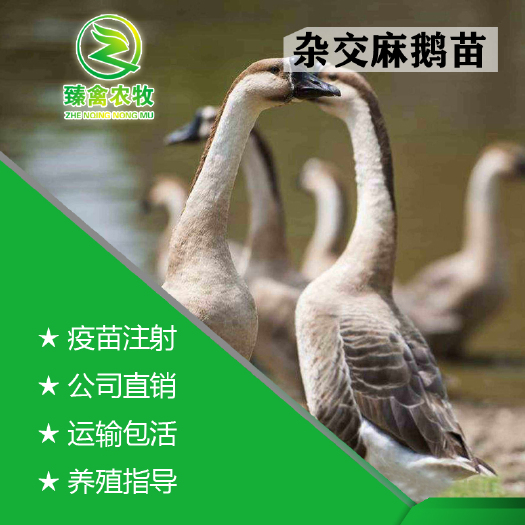 南宁 灰鹅苗（杂交鹅，麻鹅），出壳包打疫苗，运输包运损！