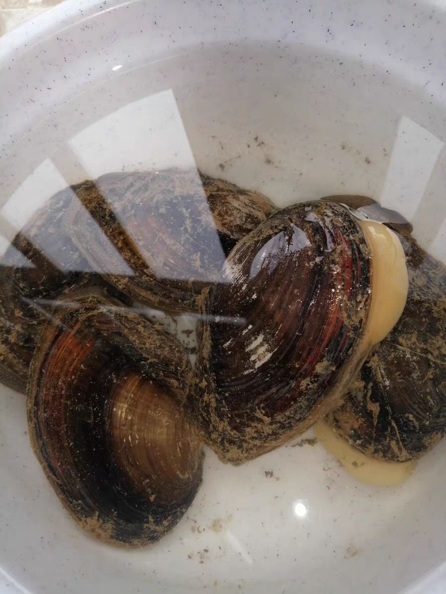  河蚌 食用蚌壳批发重量一斤一只以上