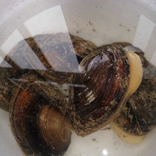 祁阳市 河蚌 食用蚌壳批发重量一斤一只以上