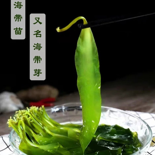 霞浦县海带嫩苗霞浦原产地海带苗，纯一手货源，货源稳定充足，苗好盐少