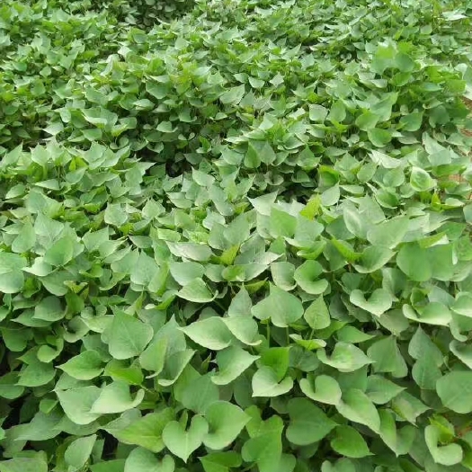 邹城市 青山林种植合作社，出售紫薯苗，紫罗兰，济薯25红薯苗，