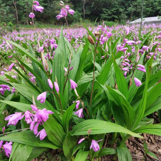 镇安县紫花白芨苗 纯紫花三叉白芨大壮苗，块茎2.5公分起