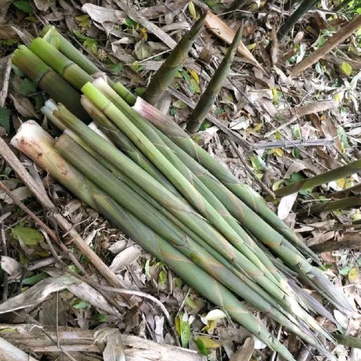 達(dá)州水竹筍 大量