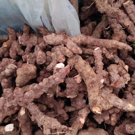 湛江土茯苓 超靓云土，产地直供