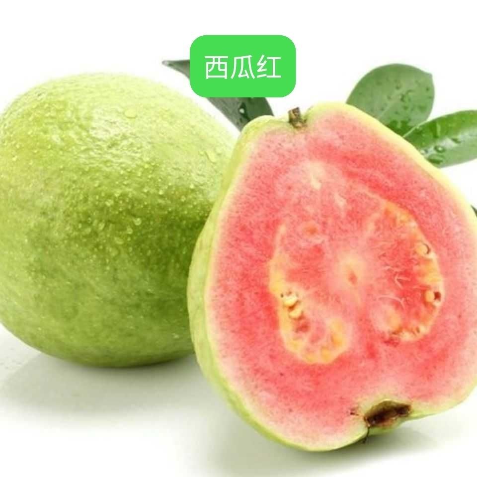  红宝石番石榴苗，巴乐红心番石榴苗，珍珠番石榴苗