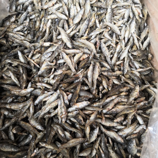 长沙小麦穗鱼干 干度好！无盐无苦味，质量非常好