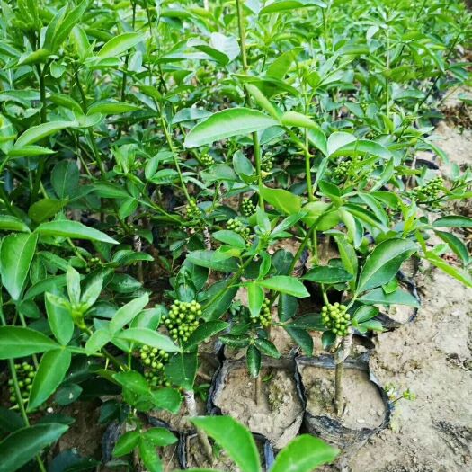 无刺花椒苗基地直供，当年挂果，无刺花椒品种齐全