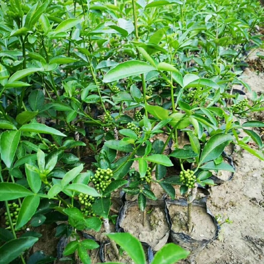无刺花椒苗基地直供,当年挂果,无刺花椒品种齐全