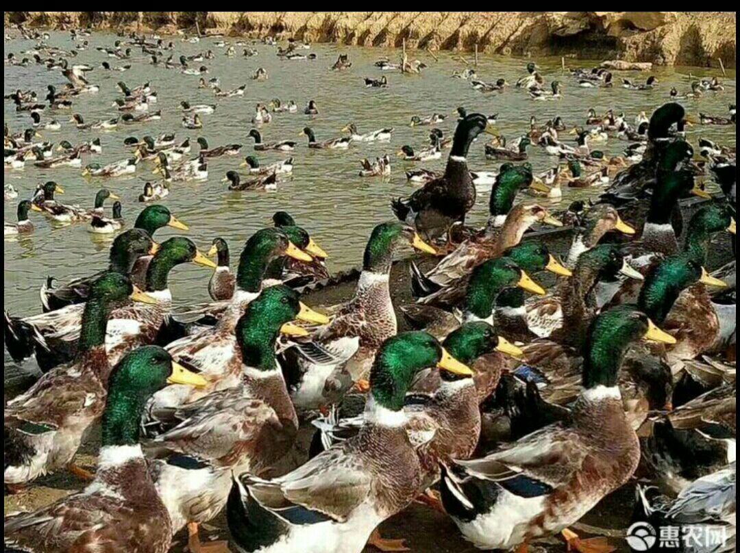 杂交鸭苗  大种杂交鸭 优质杂交鸭广西直销 包打'疫苗，质量