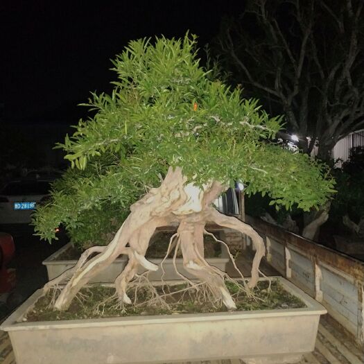 枣庄 精品百年石榴盆景