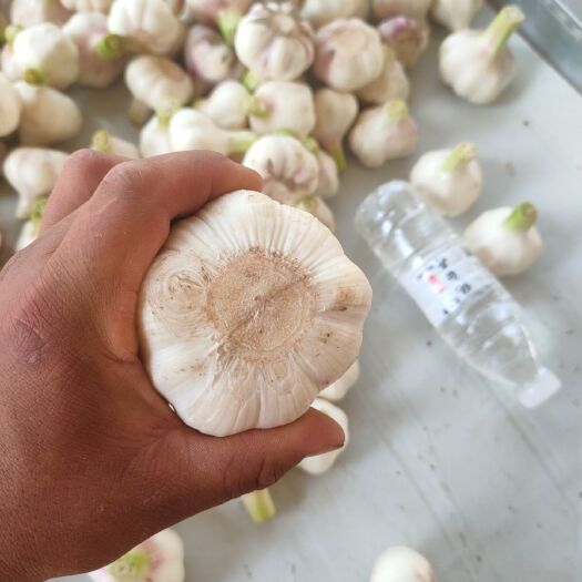 太康县 大蒜，精品扒皮蒜，腌糖醋蒜原料，