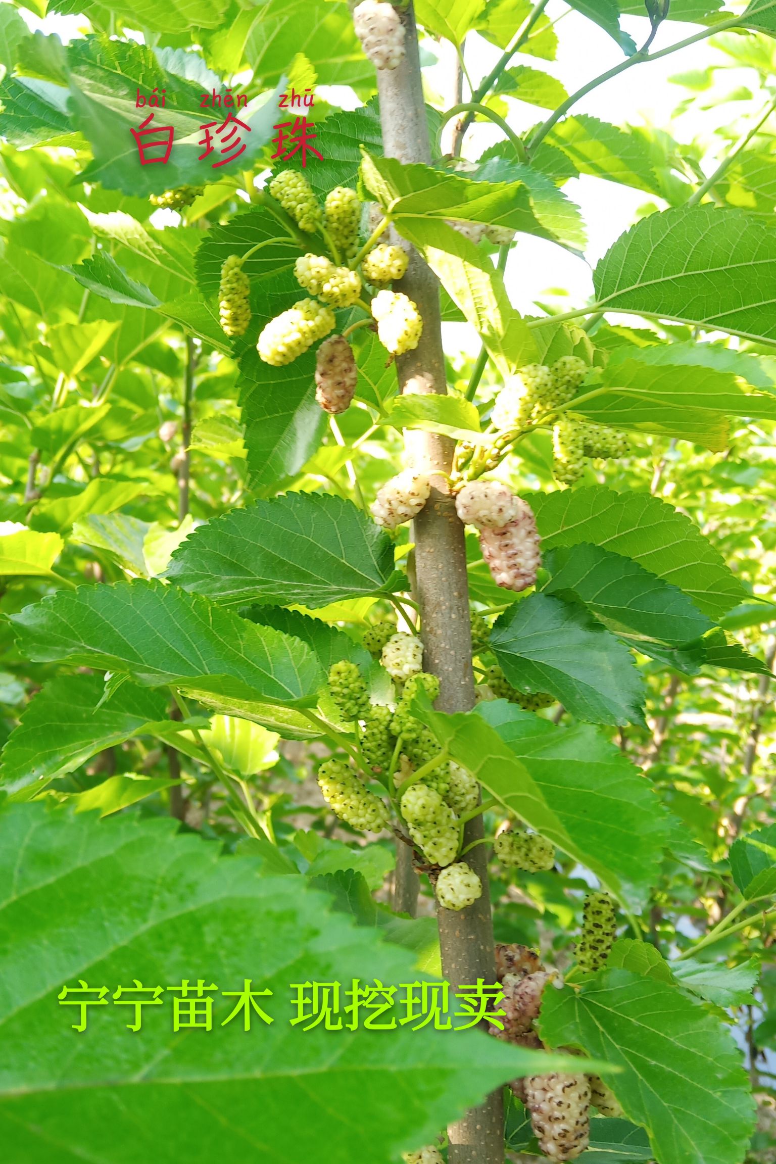 大白珍珠桑苗  桑树苗  白珍珠果桑苗 现挖苗嫁接苗