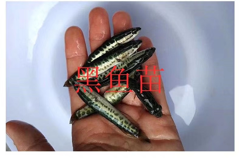 禄丰市乌鳢苗  黑鱼苗  ，各种规格苗子，量大可以免费送货。