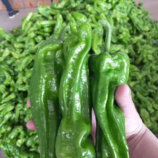 兰陵县 精品薄皮椒