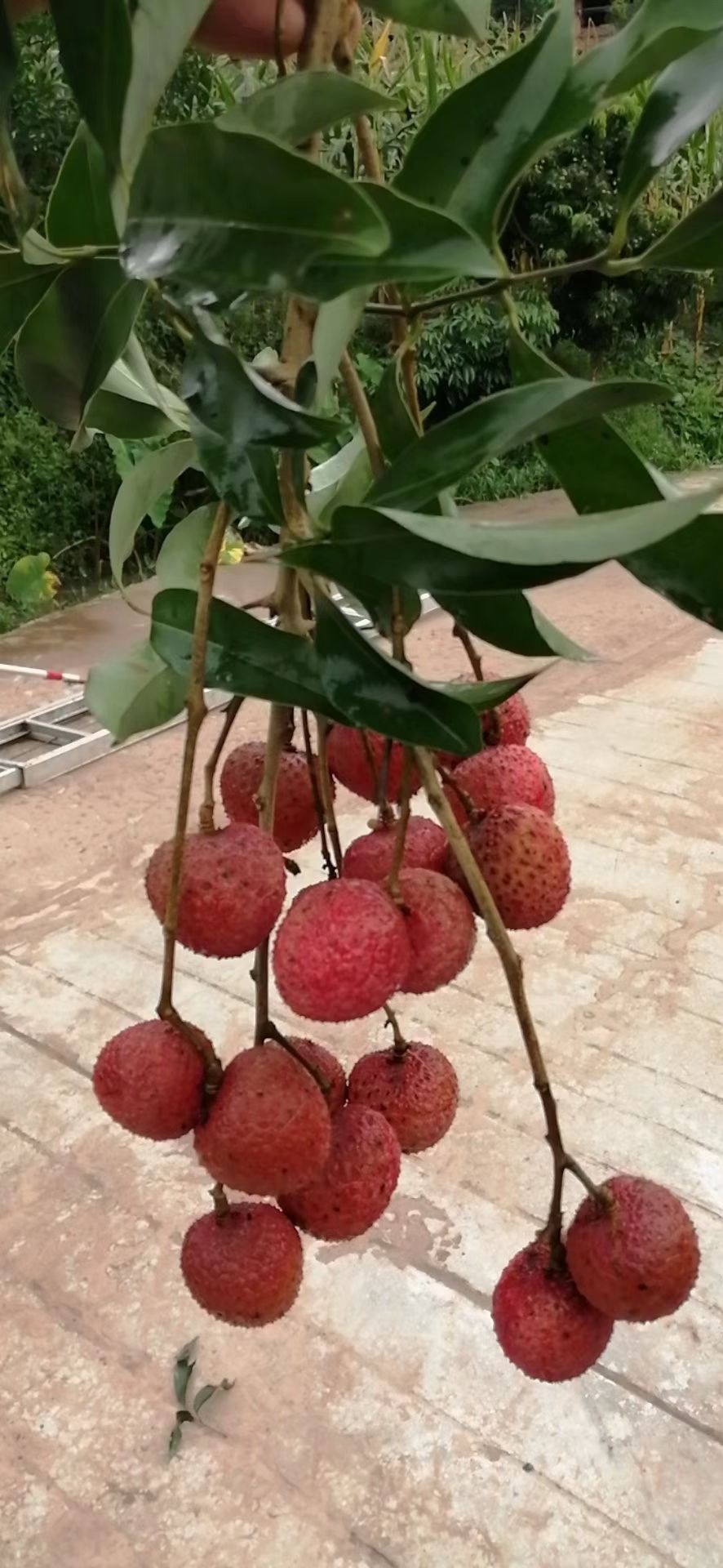  全国荔枝晚熟基地，合江荔枝