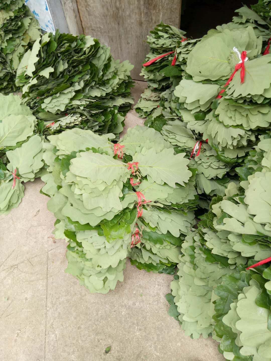 槲叶圆粽叶端午粽子叶菠萝叶河南伏牛山特产新鲜粽叶