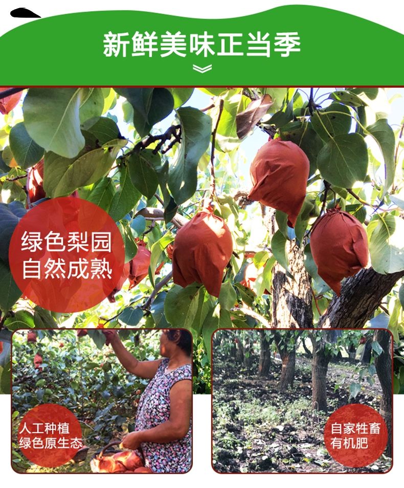赵州雪梨雪花梨批发，一件代发都支持，量大的来