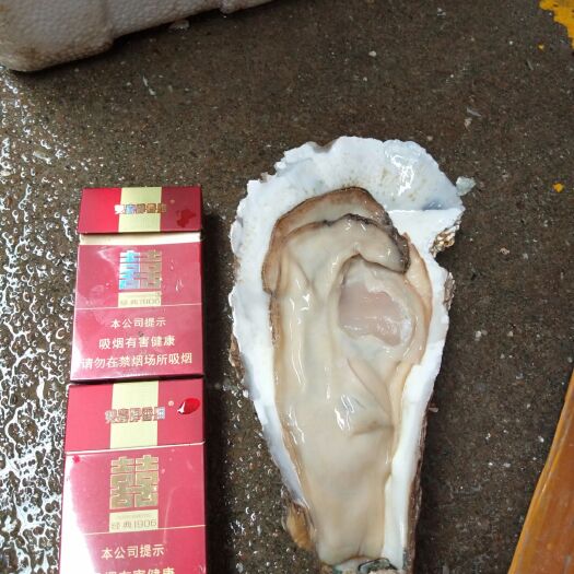 佛山湛江牡蛎 大量新鲜生蚝