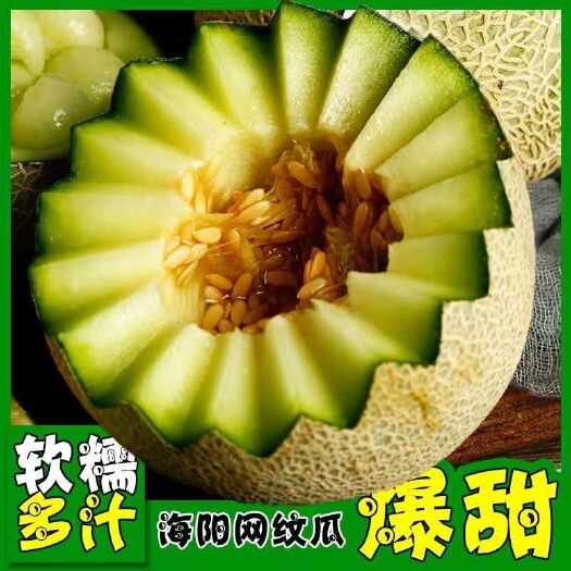 海阳市网纹瓜 舔过初恋